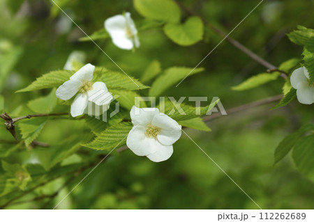 Black jet-bead Black jet-bead 112262689