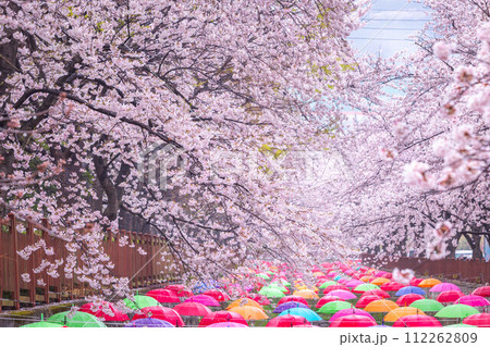 Cherry blossom in spring in Korea is the popular cherry blossom viewing spot, jinhae South Korea.. Cherry blossom in spring in Korea is the popular cherry blossom viewing spot, jinhae South Korea.. 112262809
