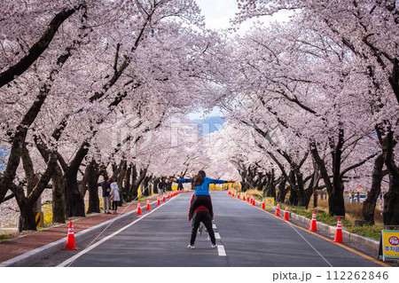 Beautiful cherry blossom tunnel and cherry trees on both sides of the road at the Cherry Blossom Festival in Gyeongju, South Korea.. 112262846
