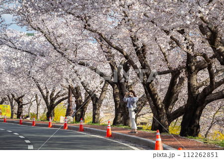 Beautiful rows of cherry trees along the roadside and cherry blossoms in full bloom in Gyeongju City, South Korea 112262851