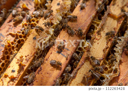 Open hive showing the bees swarming on a honeycomb.. Open hive showing the bees swarming on a honeycomb.. 112263428
