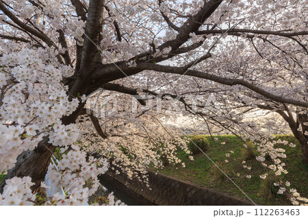 渋田川の満開の桜 渋田川の満開の桜 112263463