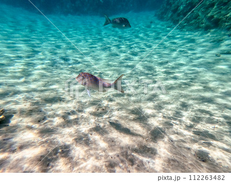 Spangled Emperor fish (Lethrinus Nebulosus) on his coral reef in the Red Sea, Egypt.. Spangled Emperor fish (Lethrinus Nebulosus) on his coral reef in the Red Sea, Egypt.. 112263482