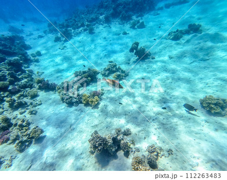 Rhinecanthus assasi fish or Picasso trigger fish on his coral reef in the Red Sea, Egypt.. 112263483