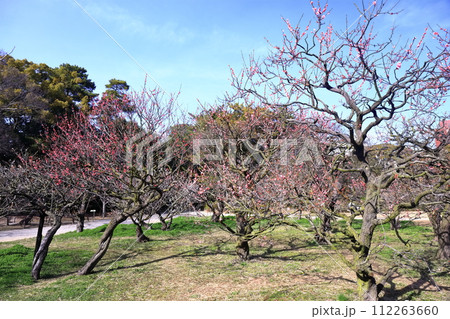 【香川県】特別名勝・栗林公園（梅の木） 112263660