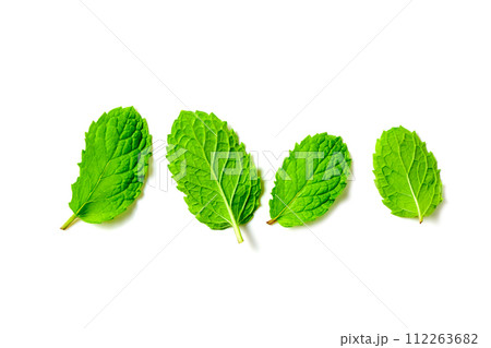 Mint leaf. Fresh mint on white background. Mint leaves isolated. herb and medicine 112263682