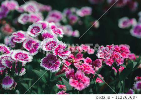 Beautiful Pink Dianthus Chinensis flowers in garden, flower background Beautiful Pink Dianthus Chinensis flowers in garden, flower background 112263687