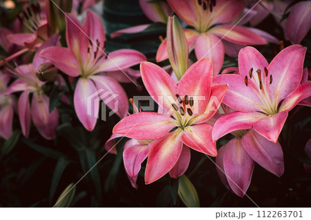 Beautiful pink lily flower in garden, pink flower 112263701