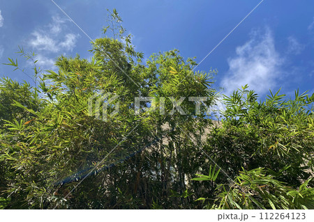 Colorful tropical leaves in branch against the blue sky texture, fresh floral background Colorful tropical leaves in branch against the blue sky texture, fresh floral background 112264123