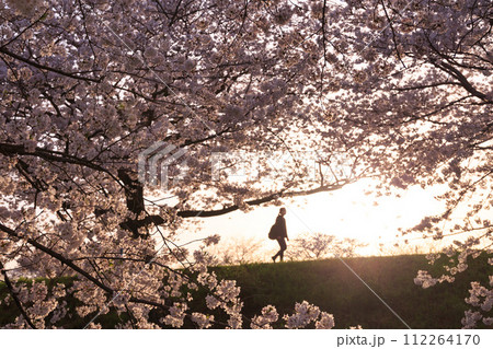 夕暮れ時の満開の桜と土手を歩く人 112264170