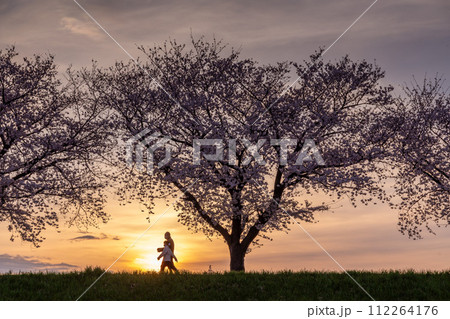 夕暮れ時の満開の桜と土手を歩く人 112264176