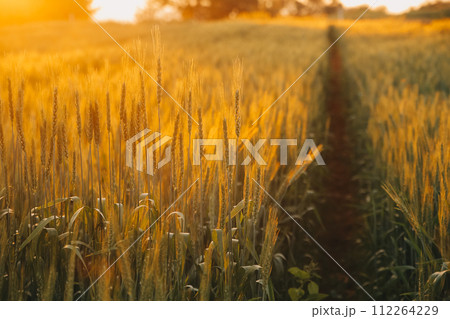 Paddy rice field before harvest with sunrise background. 112264229