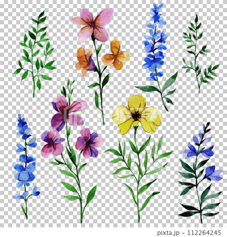watercolor drawing, set with wild flowers watercolor drawing, set with wild flowers 112264245