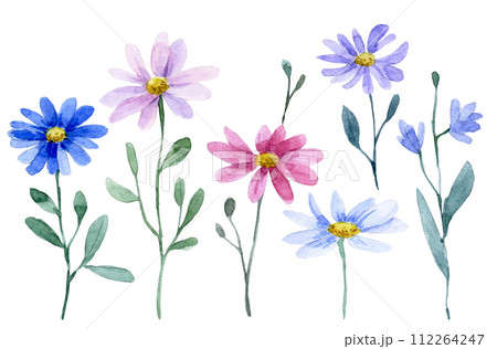 watercolor drawing, set of chamomile wild flowers 112264247