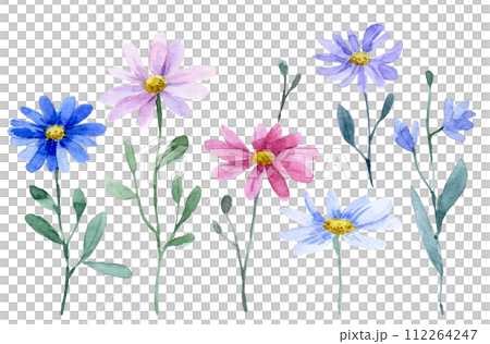 watercolor drawing, set of chamomile wild flowers watercolor drawing, set of chamomile wild flowers 112264247