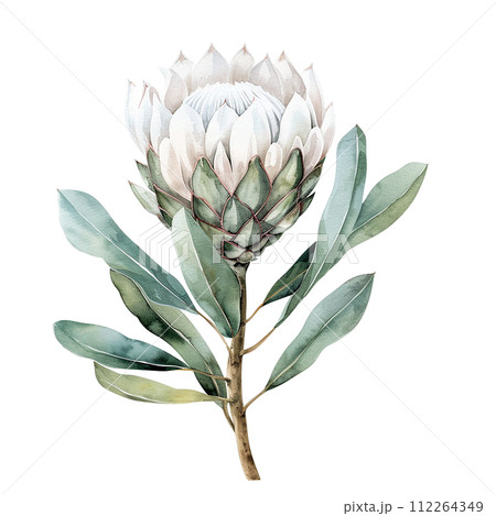white protea flower. watercolor drawing ofのイラスト素材