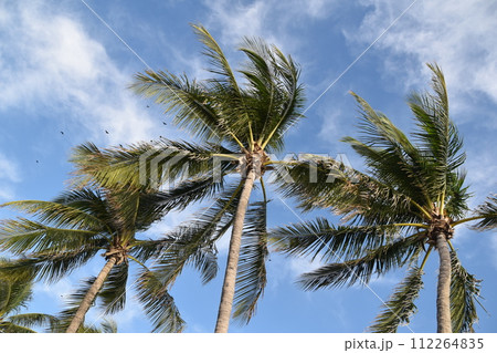 Coconut palm trees against the blue sky in sunny day. 112264835