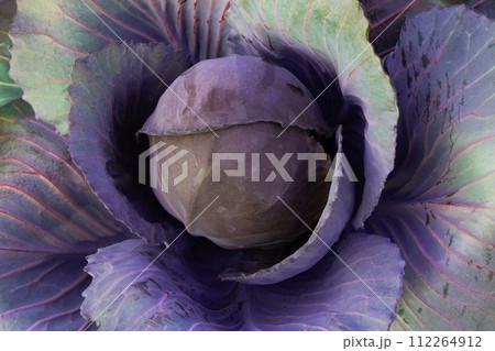 Purple core wild cabbage texture, unusual floral background 112264912