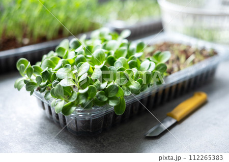Harvest of milk thistle microgreens sprouts Harvest of milk thistle microgreens sprouts 112265383