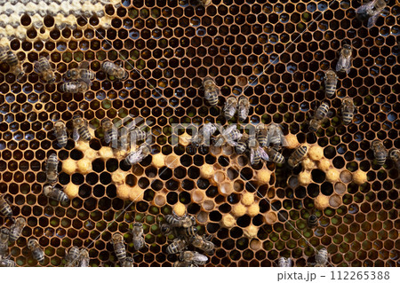 Bees working on the real honeycomb 112265388