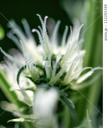 bud cannabis plant flowering when growing marijuana, trichomes and hairs 112265389