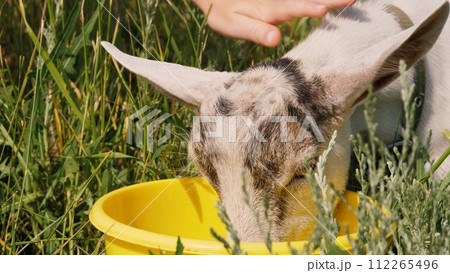 Human hand stroking cute little goatling drinking water from bucket at sunny green grass closeup. Adorable small spotted goat drink beverage feeling thirst summer outdoor agriculture and farming 112265496
