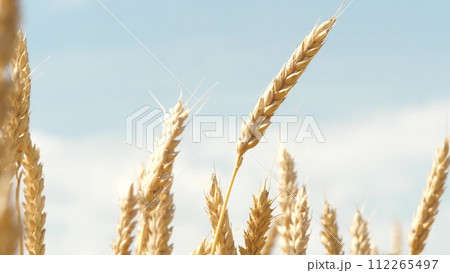 Bug insect parasite on yellow and green wheat at rural countryside agriculture field autumn harvest closeup. Crop grain growth with stem seeds rye cereal herb botanical flora with crawling pest beetle Bug insect parasite on yellow and green wheat at rural countryside agriculture field autumn harvest closeup. Crop grain growth with stem seeds rye cereal herb botanical flora with crawling pest beetle 112265497