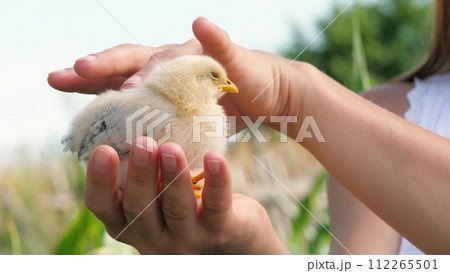 Female hands holding cute little yellow chick baby chicken outdoor summer park closeup. Adorable farm bird fluffy newborn poultry winged hen tiny animal small curious fowl with beak in woman arms 112265501