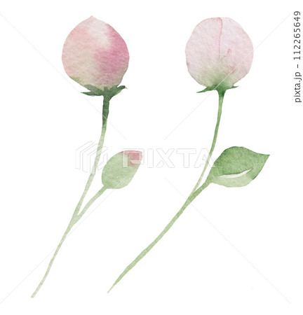 Watercolor light pink flower buds isolated illustration, floral wedding and greeting element Watercolor light pink flower buds isolated illustration, floral wedding and greeting element 112265649