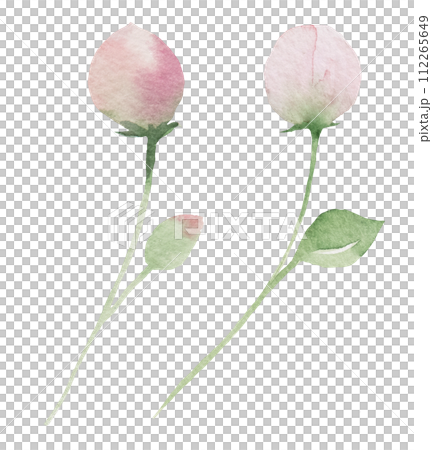 Watercolor light pink flower buds isolated illustration, floral wedding and greeting element Watercolor light pink flower buds isolated illustration, floral wedding and greeting element 112265649