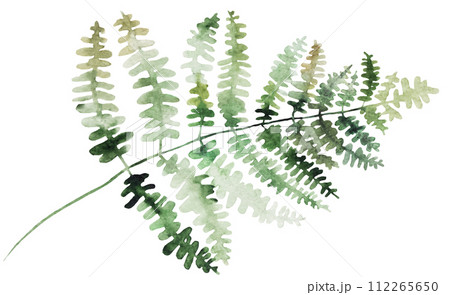 Watercolor fern twig with green leaves isolated illustration, botanical wedding element 112265650