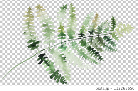Watercolor fern twig with green leaves isolated illustration, botanical wedding element 112265650