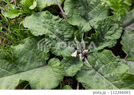 Arctium lappa - Young burdock leaves in an early summer Arctium lappa - Young burdock leaves in an early summer 112266065