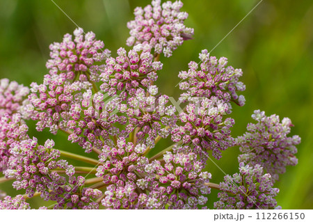 inflorescence of Pimpinella saxifraga or burnet-saxifrage solid stem burnet saxifrage lesser burnet 112266150
