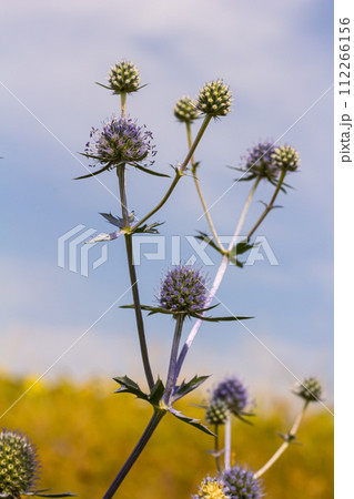 Eryngium Planum Or Blue Sea Holly - Flower Growing On Meadow. Wild Herb Plants Eryngium Planum Or Blue Sea Holly - Flower Growing On Meadow. Wild Herb Plants 112266156