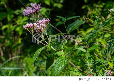 The view of Eupatorium fortunei floral plant blooming in the greenery 112266164