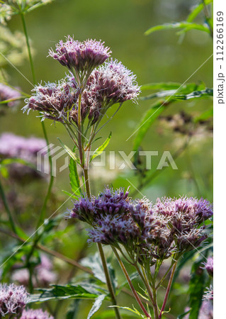 The view of Eupatorium fortunei floral plant blooming in the greenery The view of Eupatorium fortunei floral plant blooming in the greenery 112266169