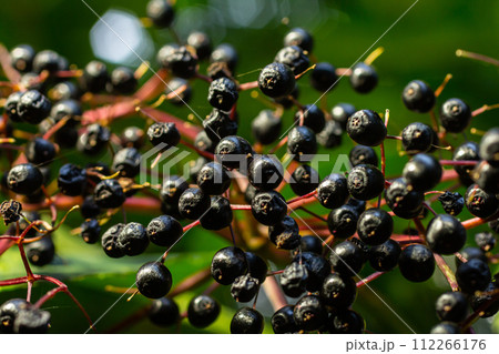 Cluster of black elderberries Sambucus. Elderberry bush with berries Cluster of black elderberries Sambucus. Elderberry bush with berries 112266176