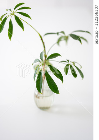 明るい観葉植物 112266307