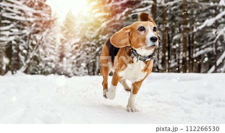 Beagle Dog Running in winter snowy forest at sunset Beagle Dog Running in winter snowy forest at sunset 112266530