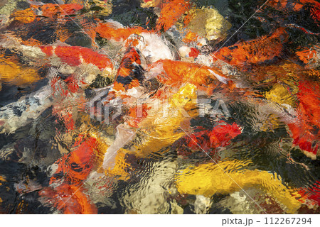 THAILAND SIRACHA WAT KHAO PHRA KHRU FISH 112267294