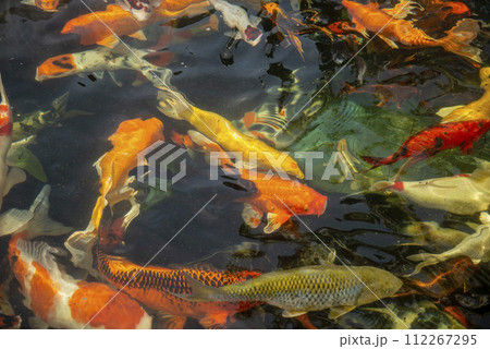 THAILAND SIRACHA WAT KHAO PHRA KHRU FISH 112267295