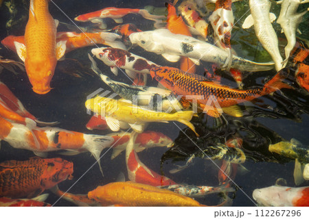 THAILAND SIRACHA WAT KHAO PHRA KHRU FISH 112267296