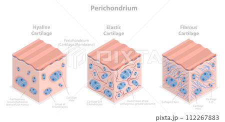 3D Isometric Flat  Conceptual Illustration of Perichondrium, Types of Cartilage 112267883