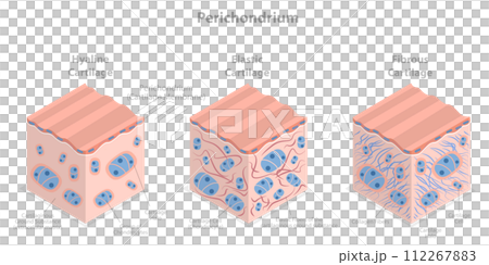 3D Isometric Flat  Conceptual Illustration of Perichondrium, Types of Cartilage 112267883