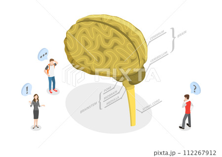 3D Isometric Flat Conceptual Illustration of CNS, Central Nervous System, Human Brain and Nerves Connections 3D Isometric Flat Conceptual Illustration of CNS, Central Nervous System, Human Brain and Nerves Connections 112267912