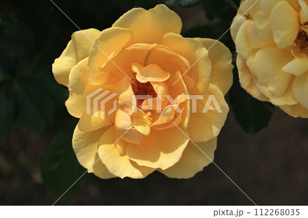 黄色いバラ アンバー・クイーン 黄色いバラ アンバー・クイーン 112268035