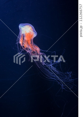 A single orange jellyfish glides elegantly through the dark blue waters of the ocean, with long trailing tentacles. Graceful Orange Jellyfish Floating in Darkness. 112268757