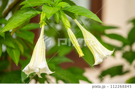 brugmansia flowering brugmansia flowering 112268845