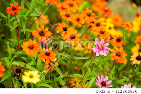 Zinnia angustifolia flowers blooming i Zinnia angustifolia flowers blooming i 112268850
